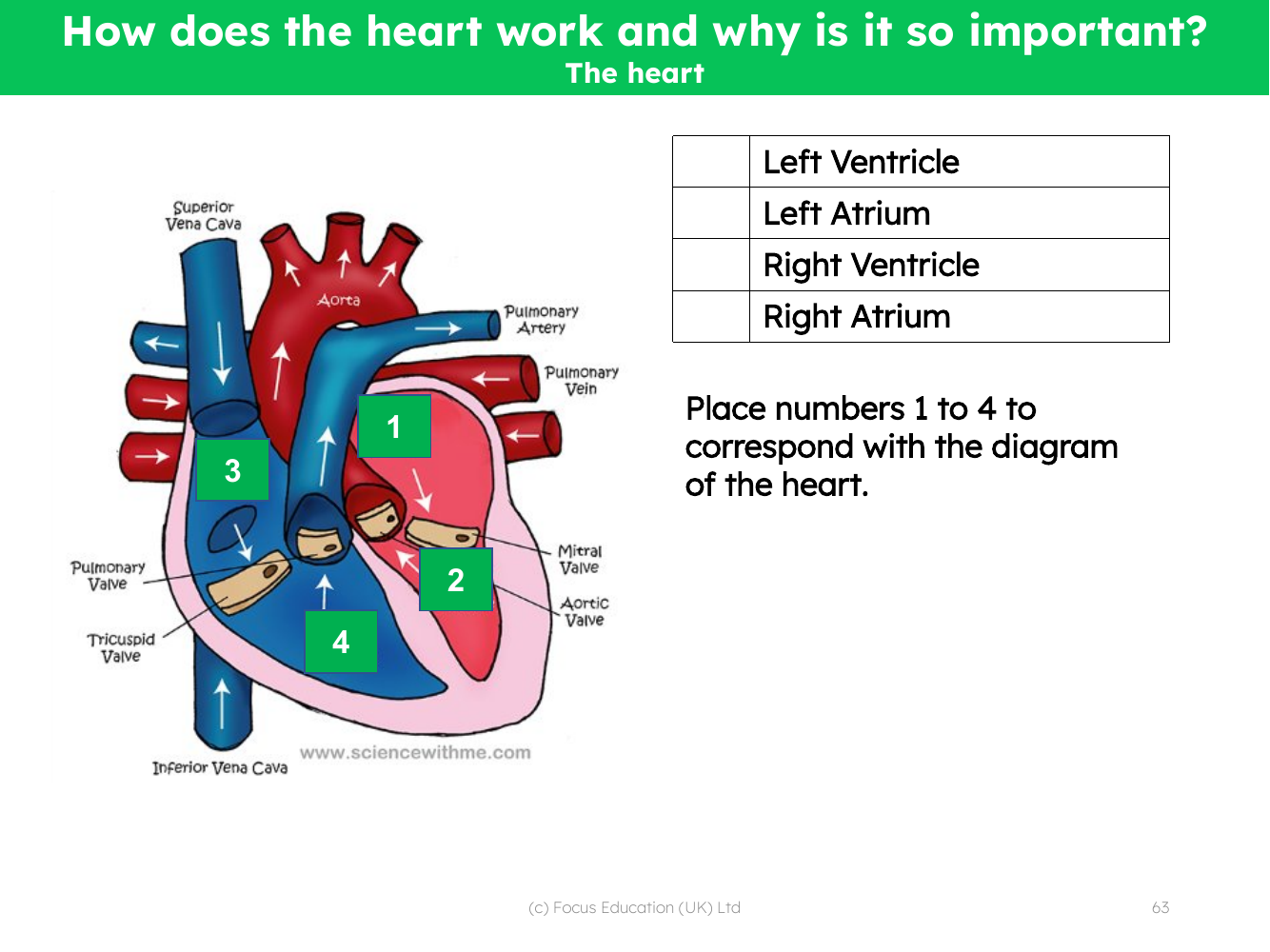 Picture match - Parts of the heart