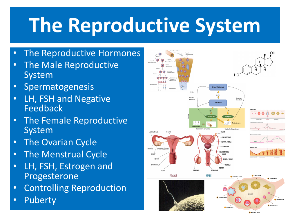 The Reproductive System - Student Presentation