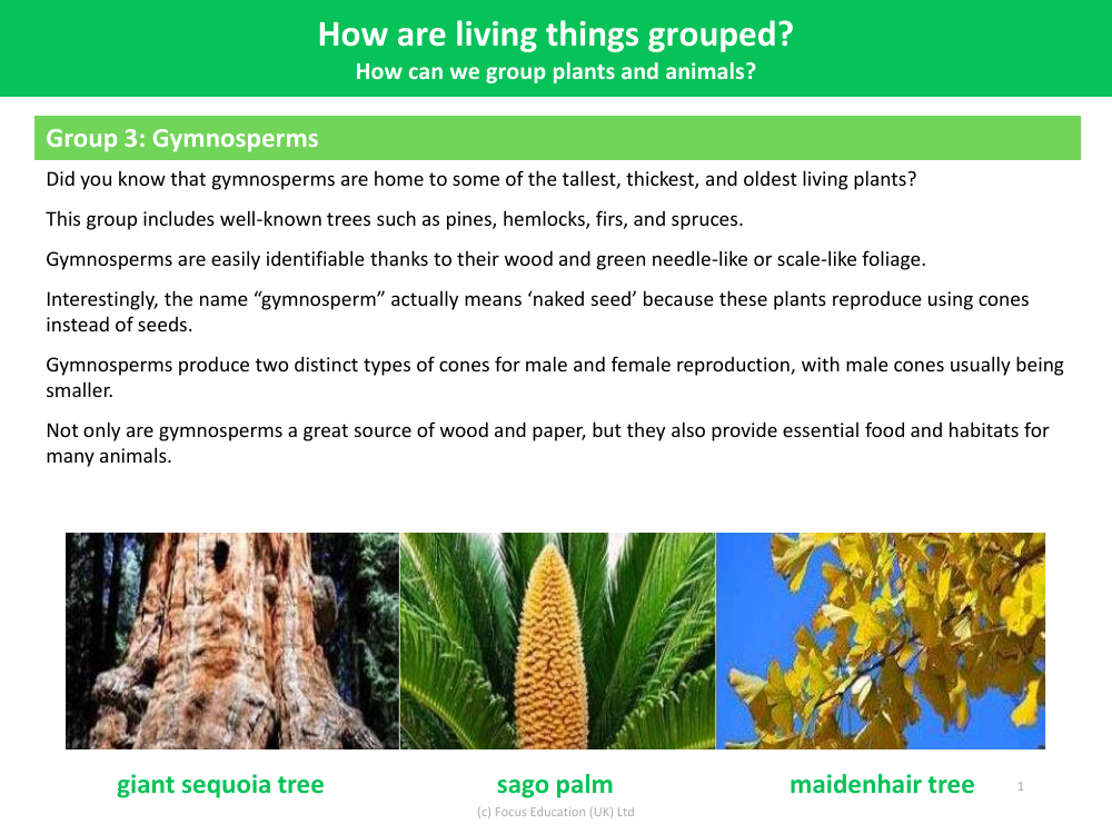 Group 3: Gymnosperms - Grouping Living Things - Year 4