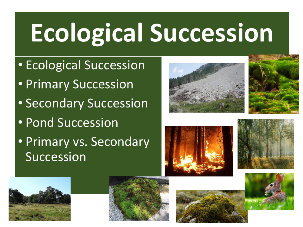 Ecological Succession - Teaching Presentation