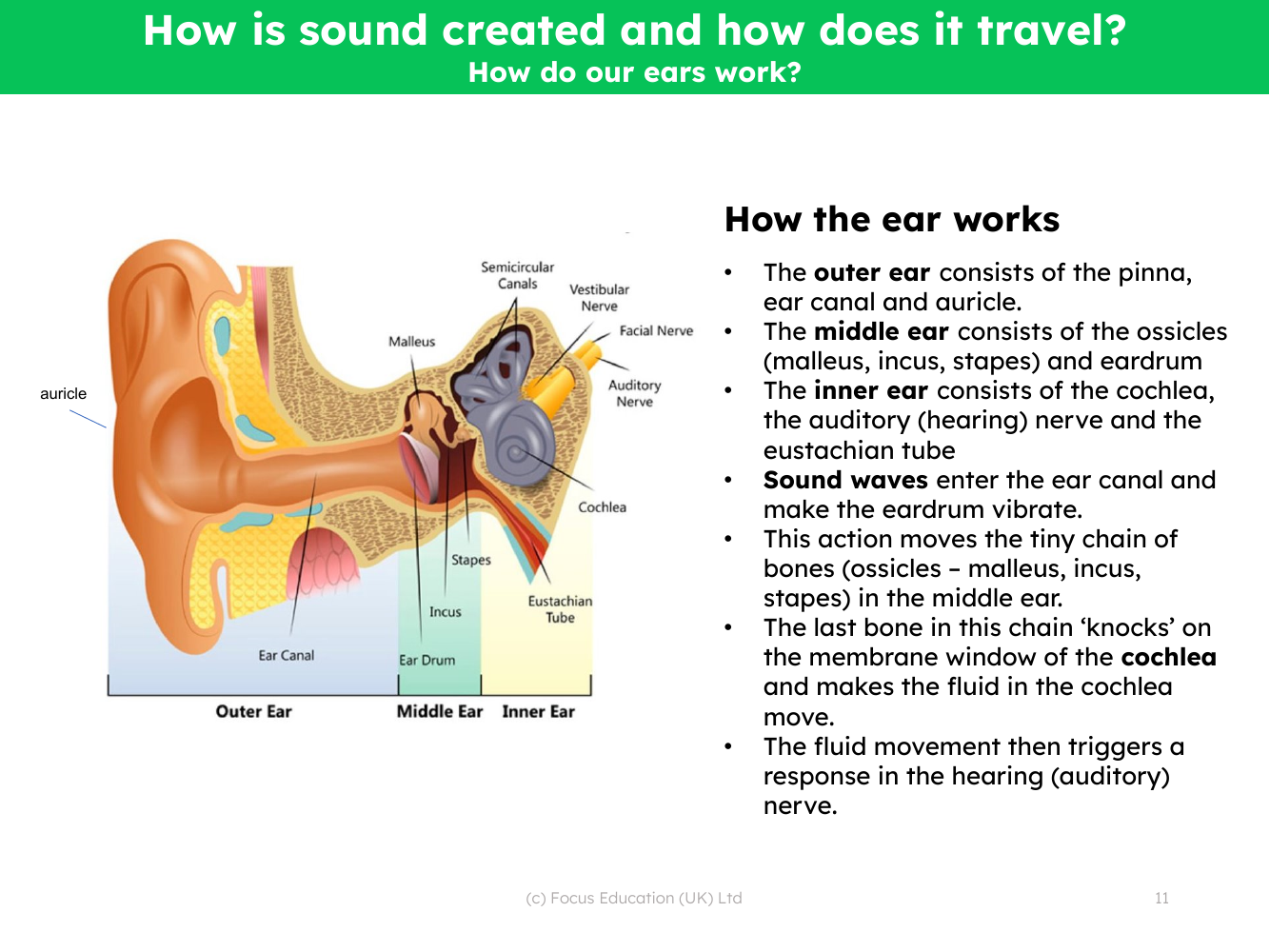 How the ear works - Info sheet