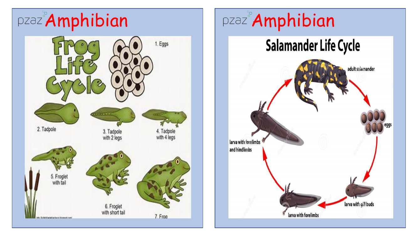 Animal Growth - Animal Life Cycles