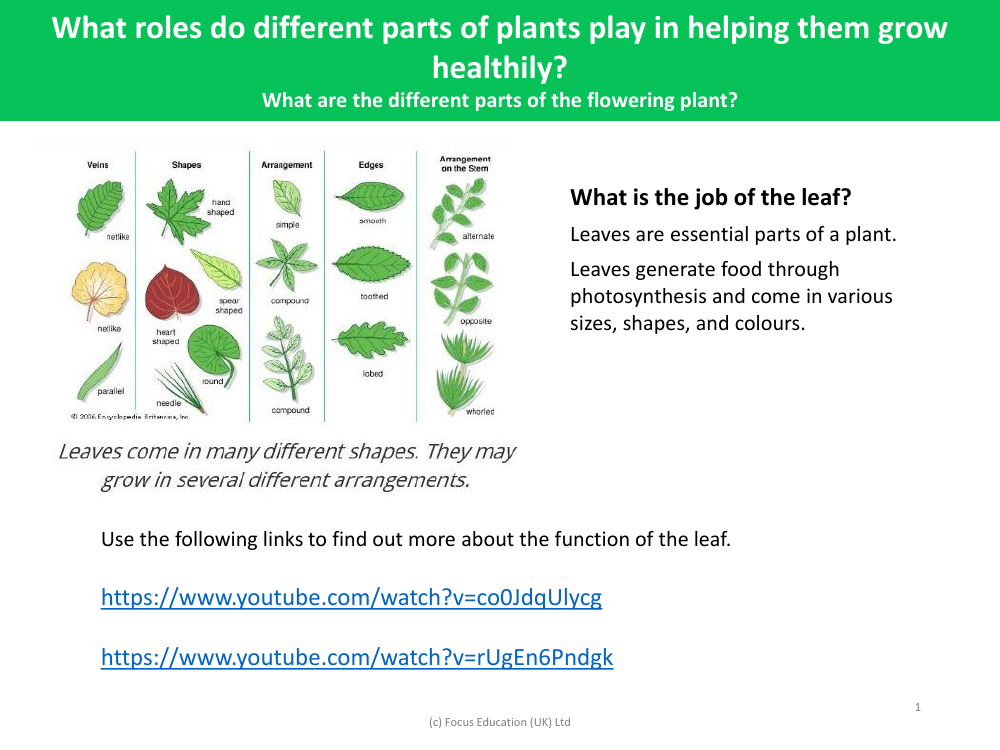 What are the different parts of flowering plants? - What is the function of leaves? - worksheet