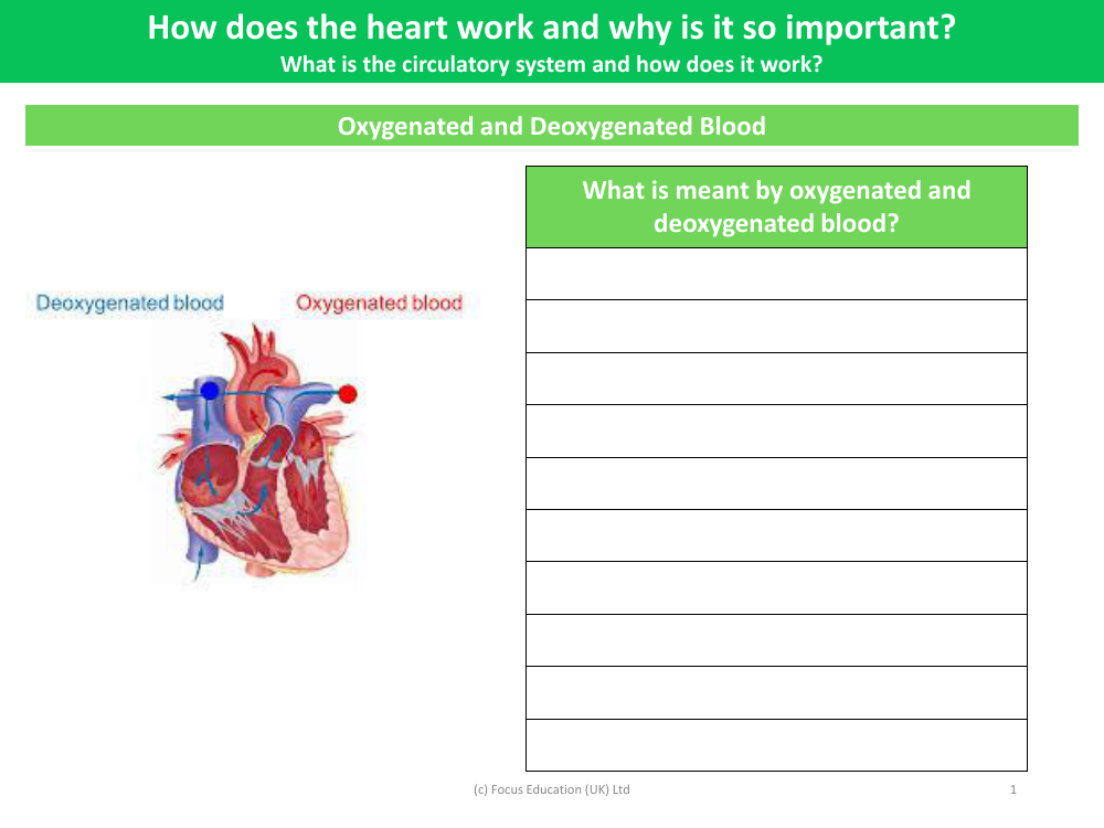 Oxygenated and deoxygenated blood - Worksheet