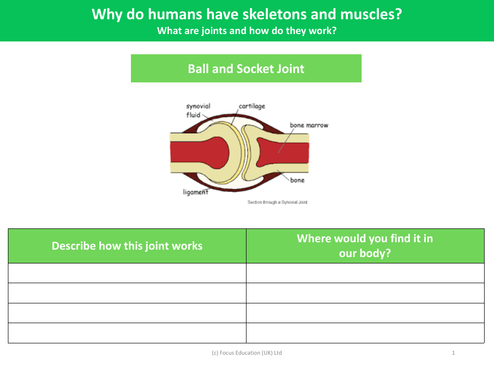 Ball and socket joint - Worksheet