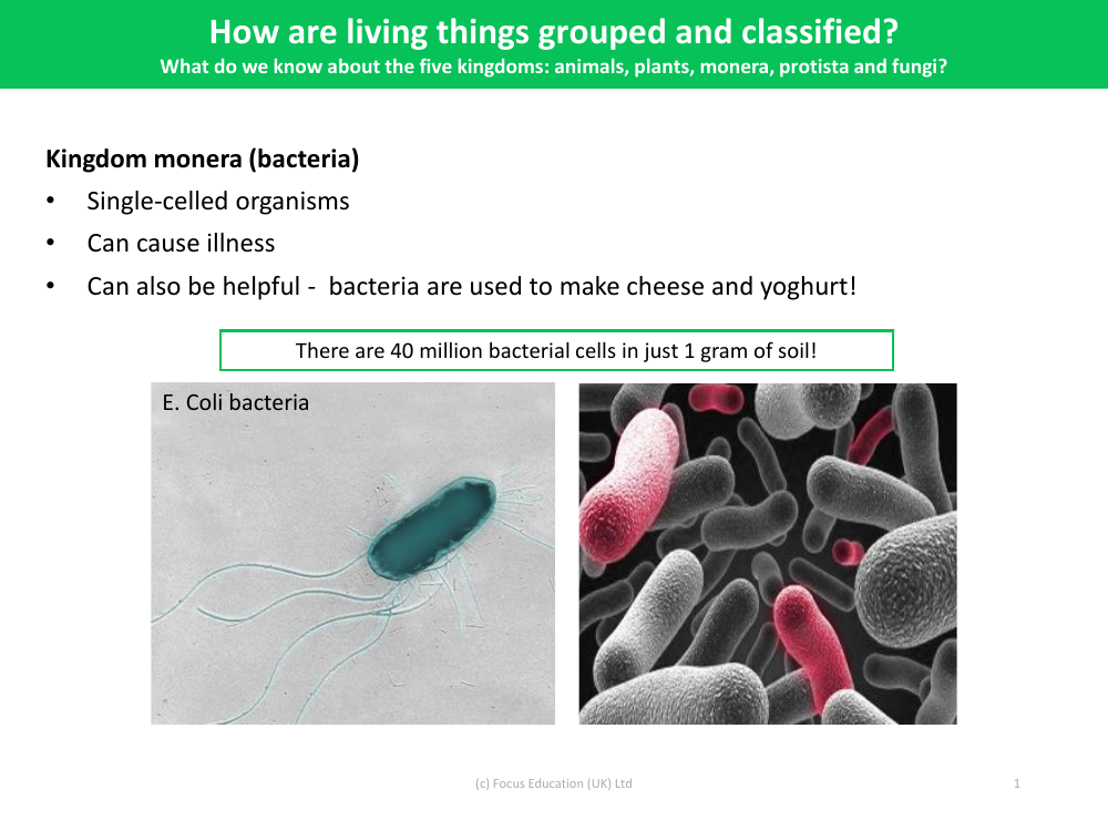 Kingdom Monera (bacteria) - Info sheet