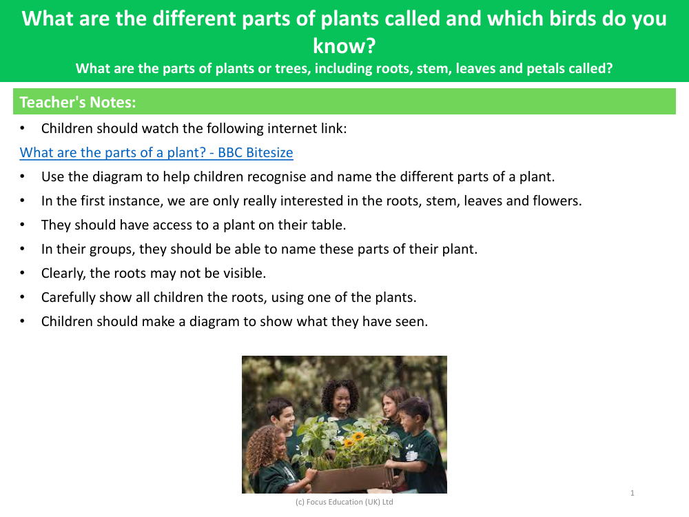 What are the names of the main parts of the plants, including roots, stem, leaves and petals? - Teacher's Notes
