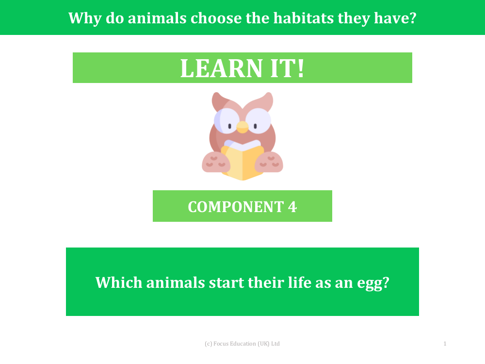 Which animals start their life as an egg? - Presentation
