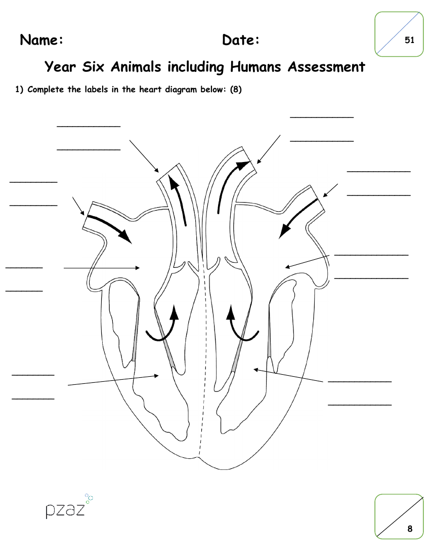 Animals including Humans - Assessment