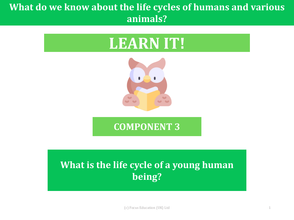What is the life cycle of a young human being? - Presentation