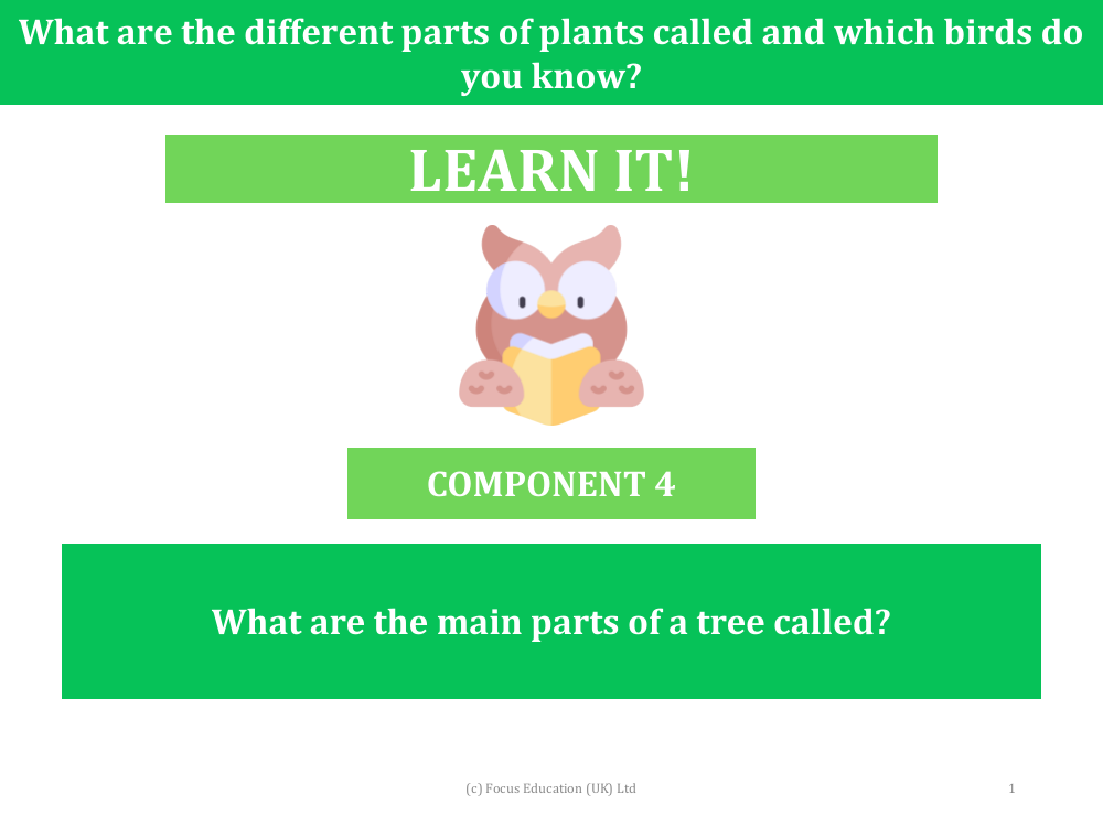 What are the main parts of a tree called? - Presentation