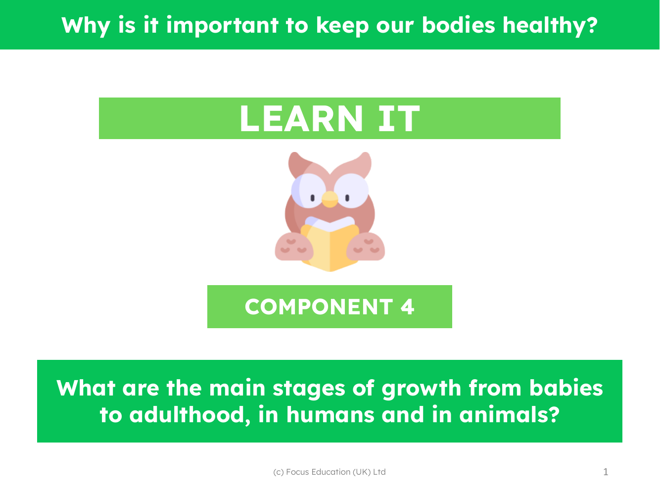 What are the main stages of growth from babies to adulthood, in humans and in animals? - Presentation