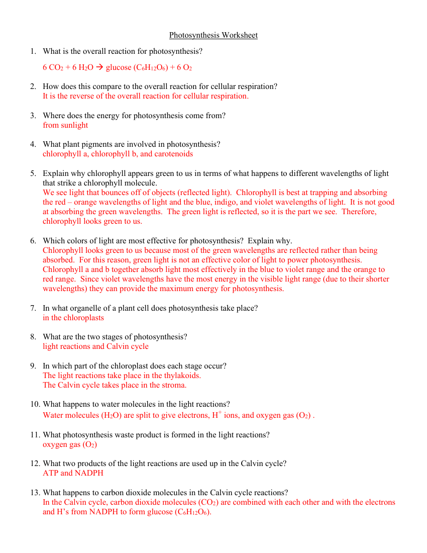 Photosynthesis - Worksheet with Answers