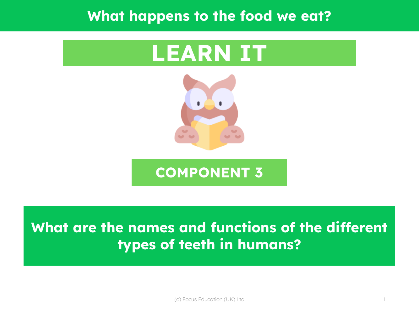 What are the names and functions of the different types of teeth in humans? - Presentation