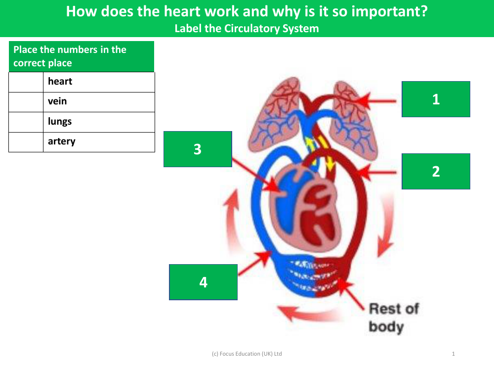 Picture match - Circulatory system