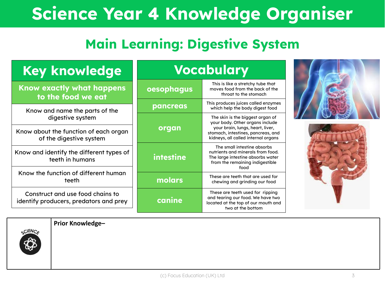 Knowledge organiser - Digestive system - 3rd Grade