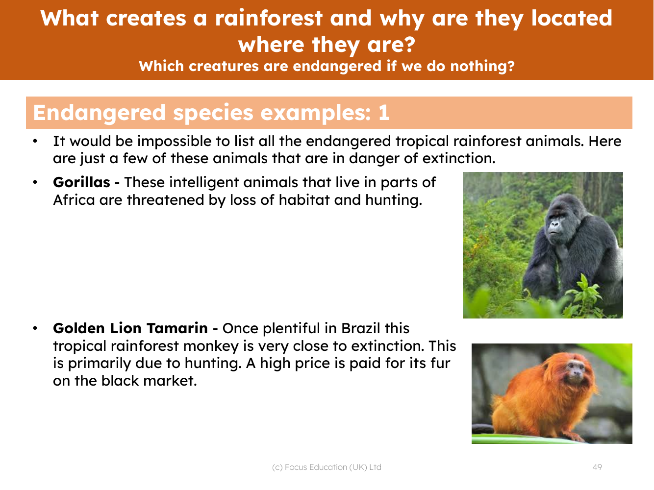 Endangered species examples | 4th Grade Geography