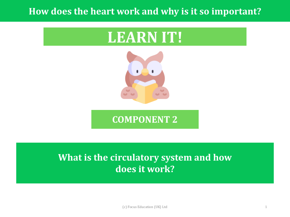 What is the circulatory system and how does it work?  - Presentation