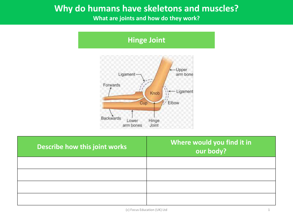 Hing joint - Worksheet