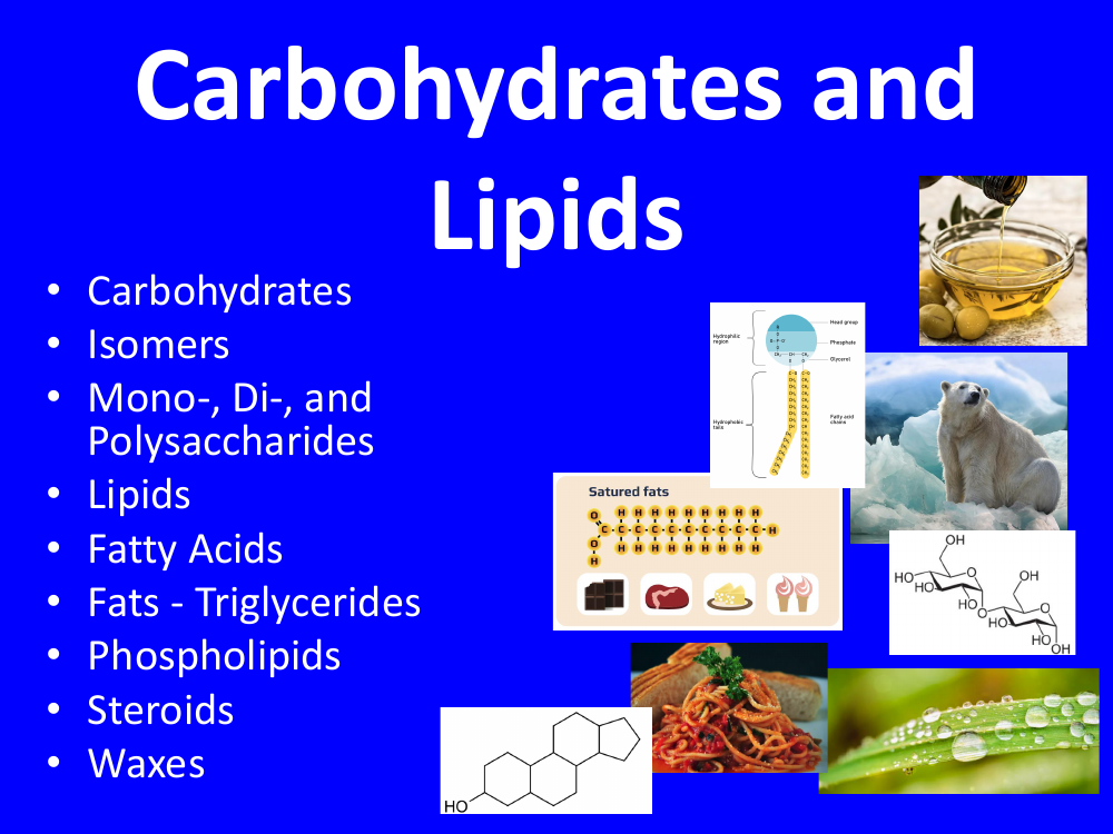 Carbohydrates and Lipids - Teaching Presentation