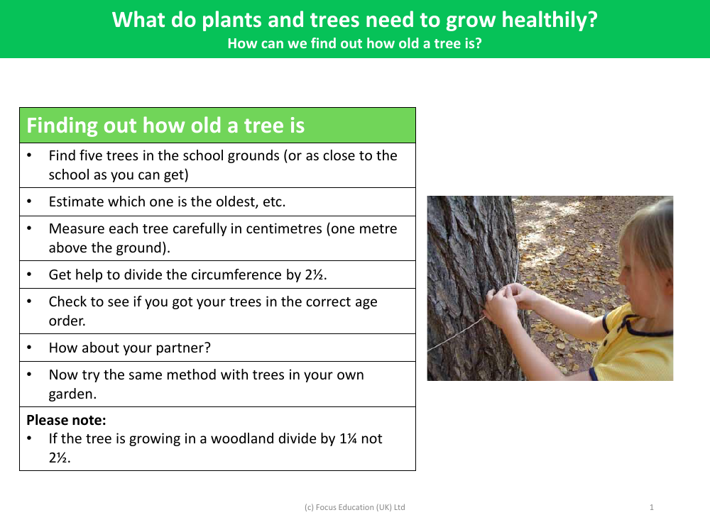 Finding out how old a tree is? - Activity - Year 2