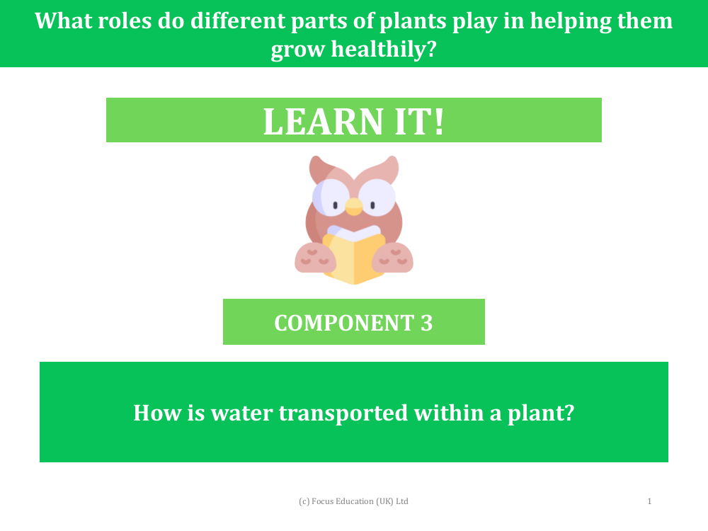 How is water transported within a plant? - presentation