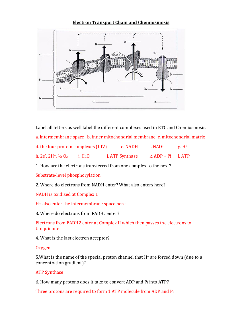 Electron Transport Chain and Chemiosmosis - Worksheet Answers