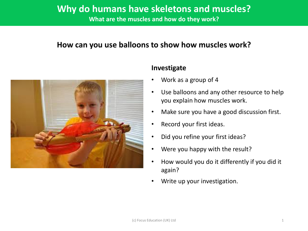 How can you use balloons to show how muscles works? - Investigation instructions