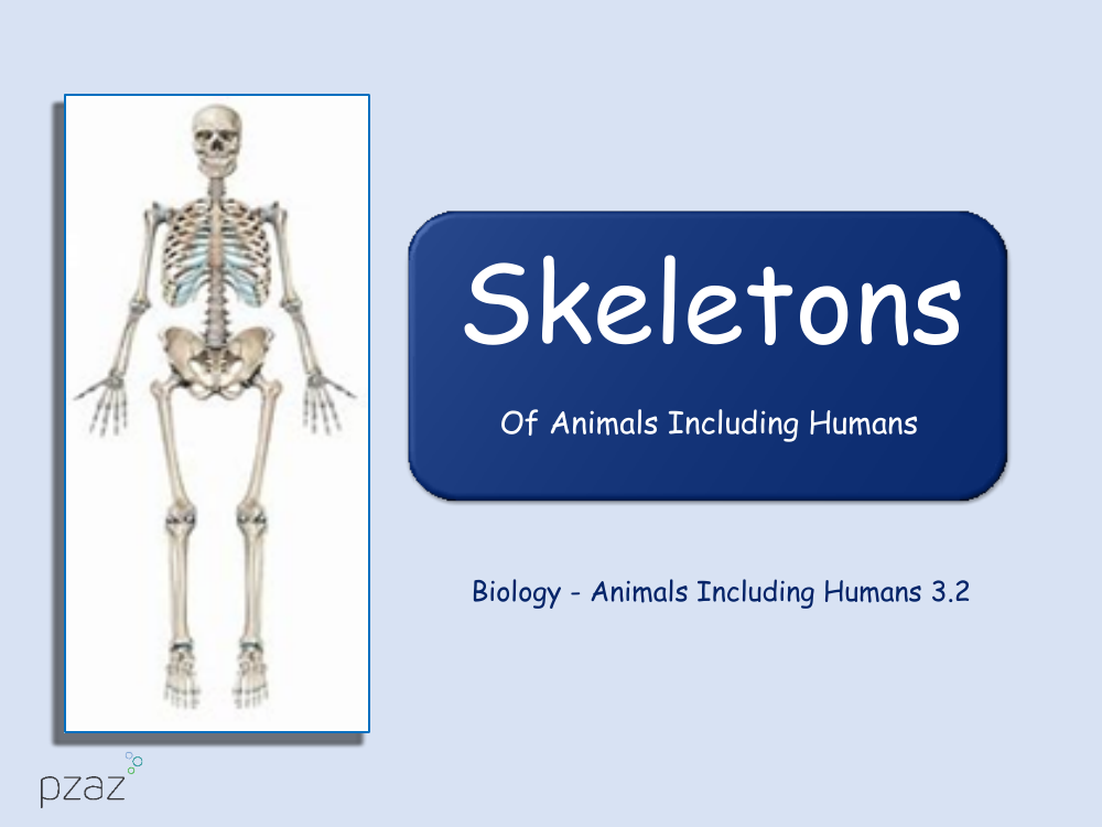 Skeletons - Presentation