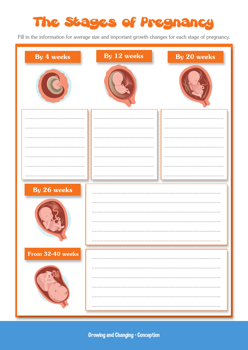 Conception - The Stages of Pregnancy - Worksheet