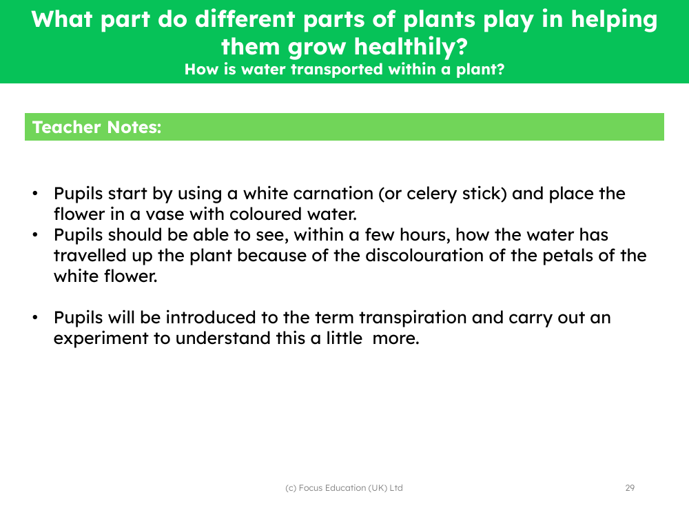 How is water transported within a plant? - teacher's notes