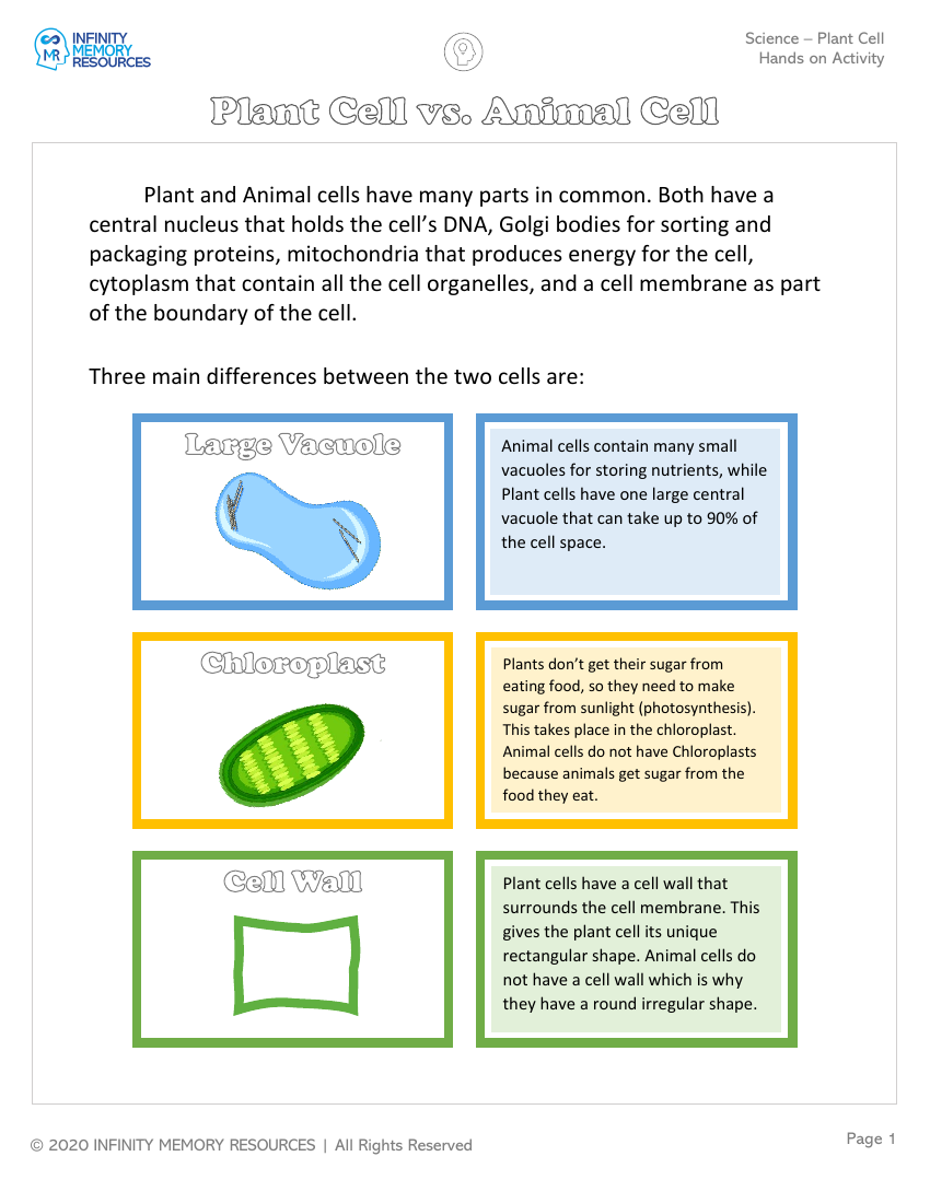 Plant Cell - Hands on Activity