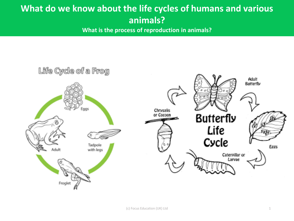 Life cycle of a frog and butterfly - Diagram - Changes as you grow - Year 5