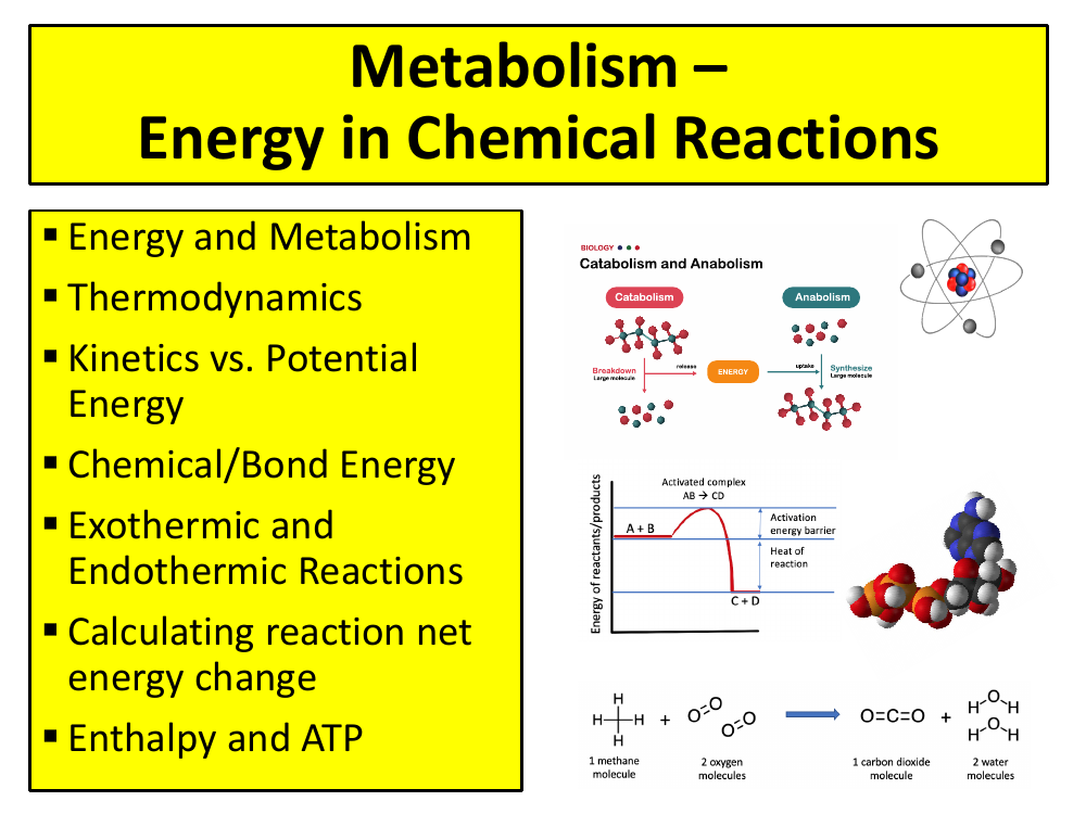 Metabolism - Student Presentation