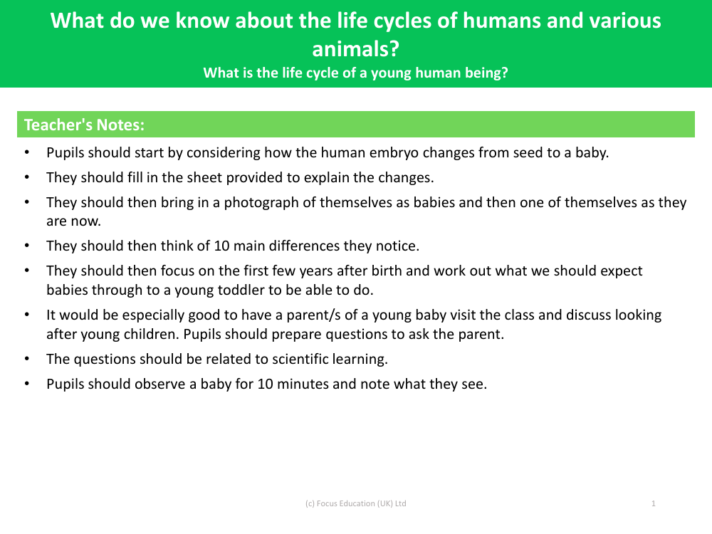 What is the life cycle of a young human being? - Teacher's Notes