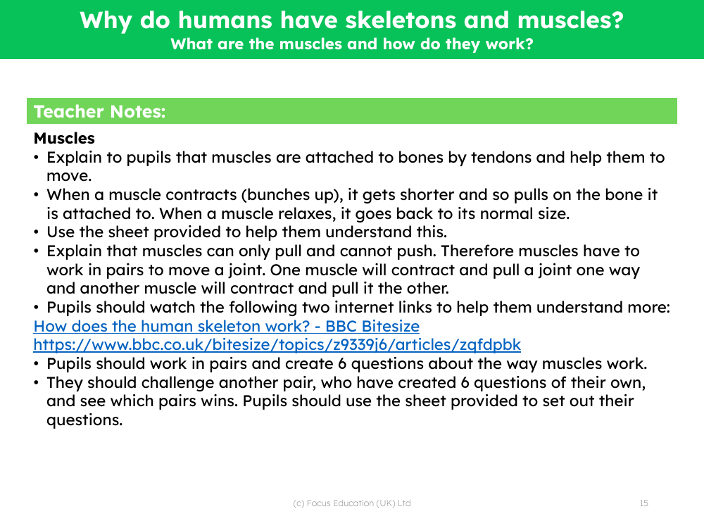 how muscles work in pairs