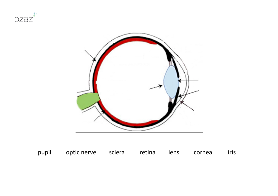 How Light Travels - Eye Labelling Diagram