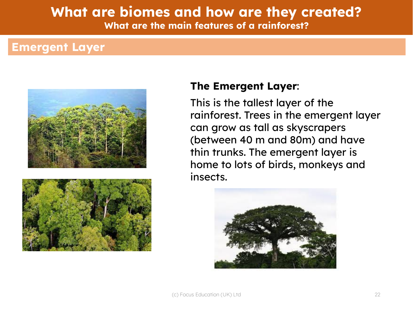 Layers of the rainforest - Info pack