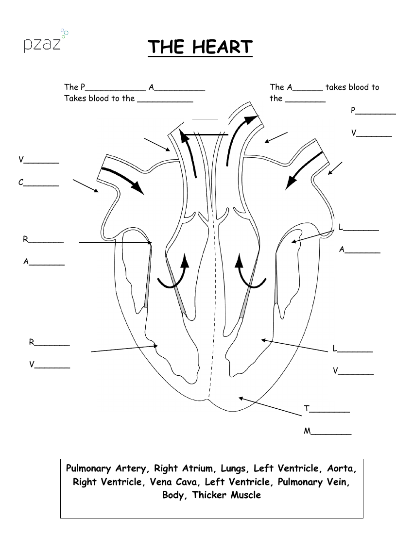Heart Labelling Diagram
