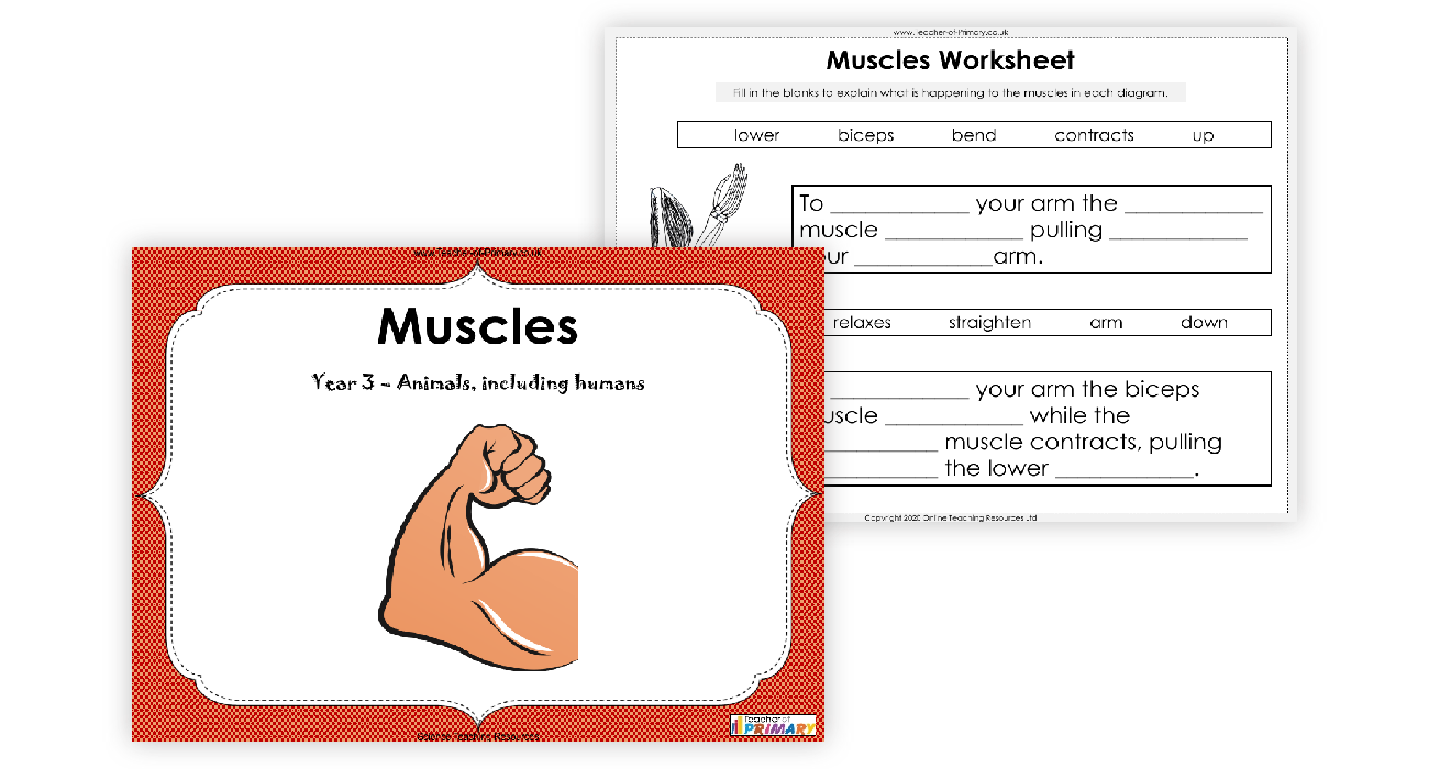 muscles-powerpoint-science-year-3