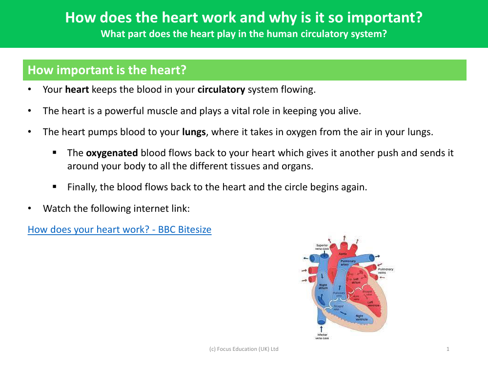 How important is the heart - Info sheet