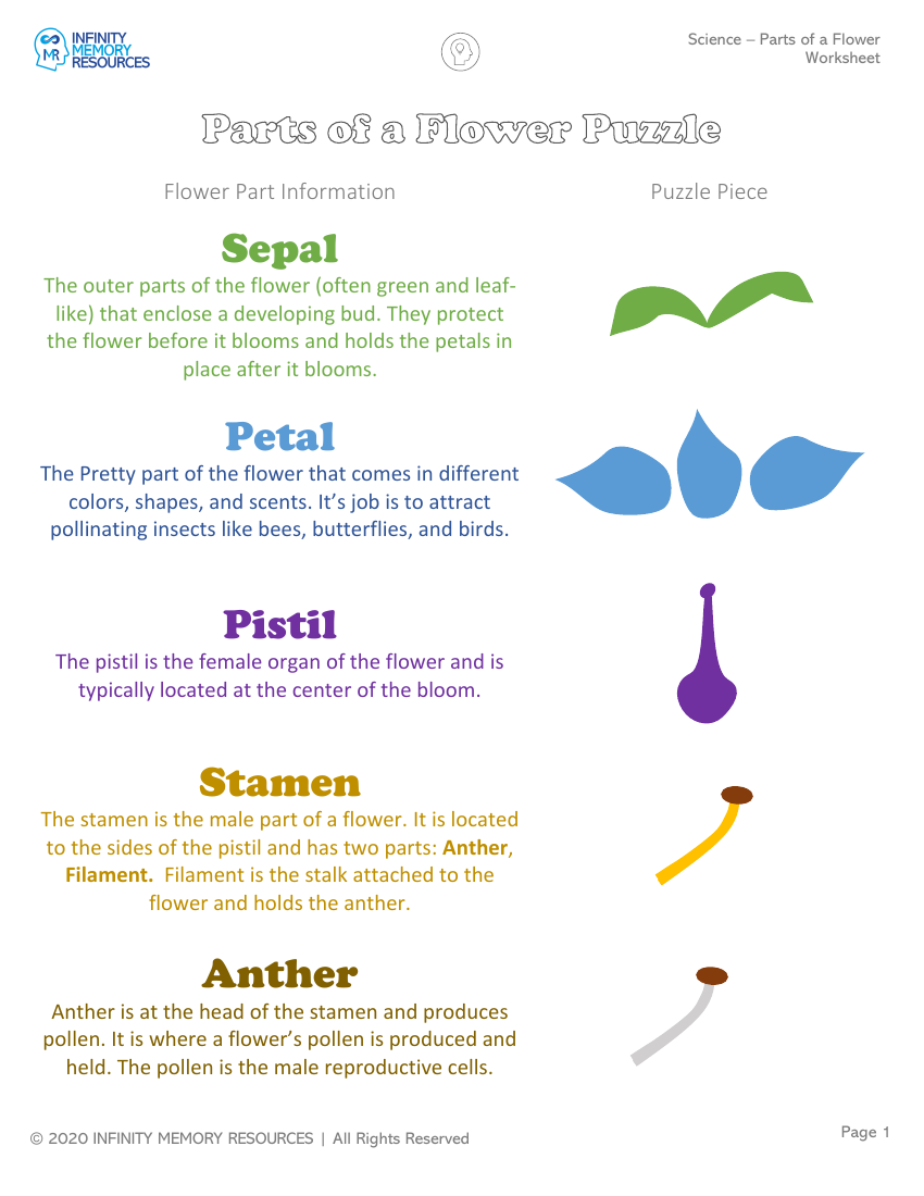 Parts of a Flower - Worksheet