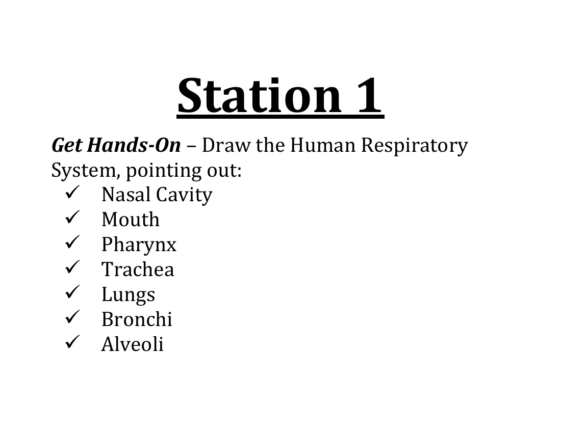 The Human Respiratory System - Lab Station Cards