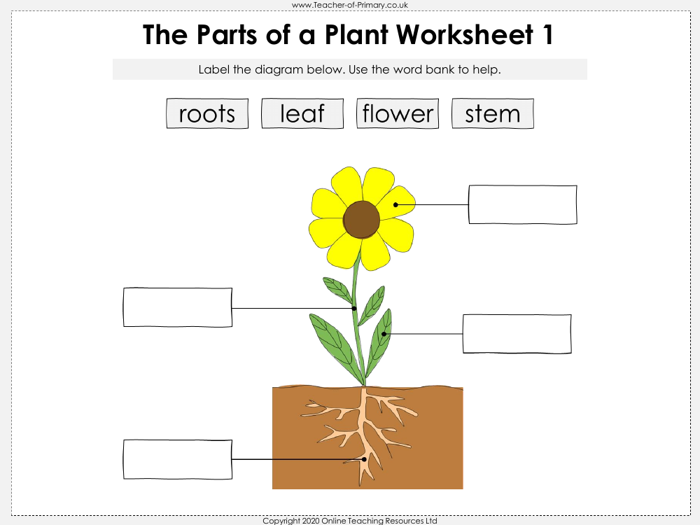 basic parts of a plant worksheet