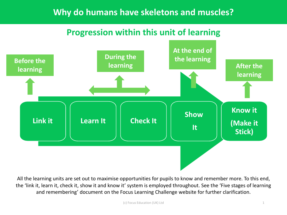 Progression pedagogy - Skeletons and Muscles - Year 3