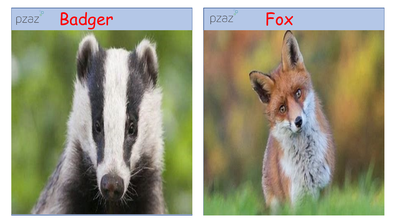 Zoology - British Wildlife
