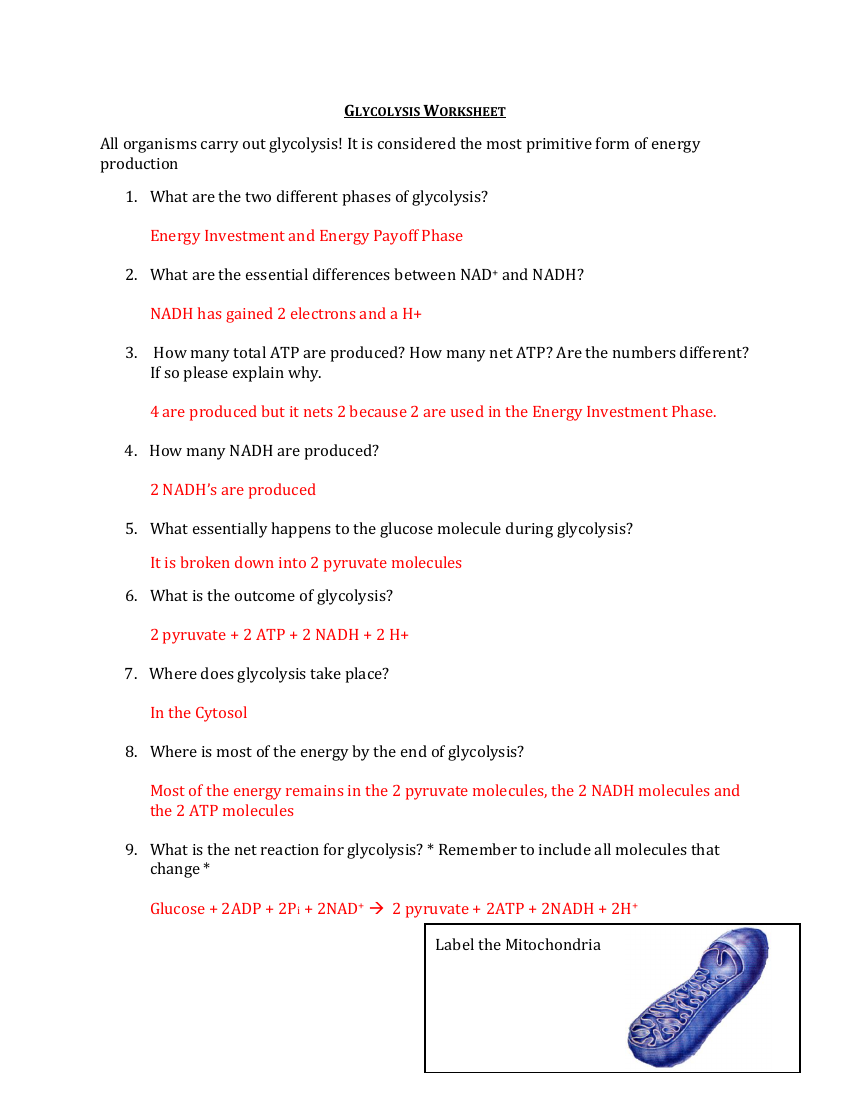 Glycolysis - Worksheet with Answers