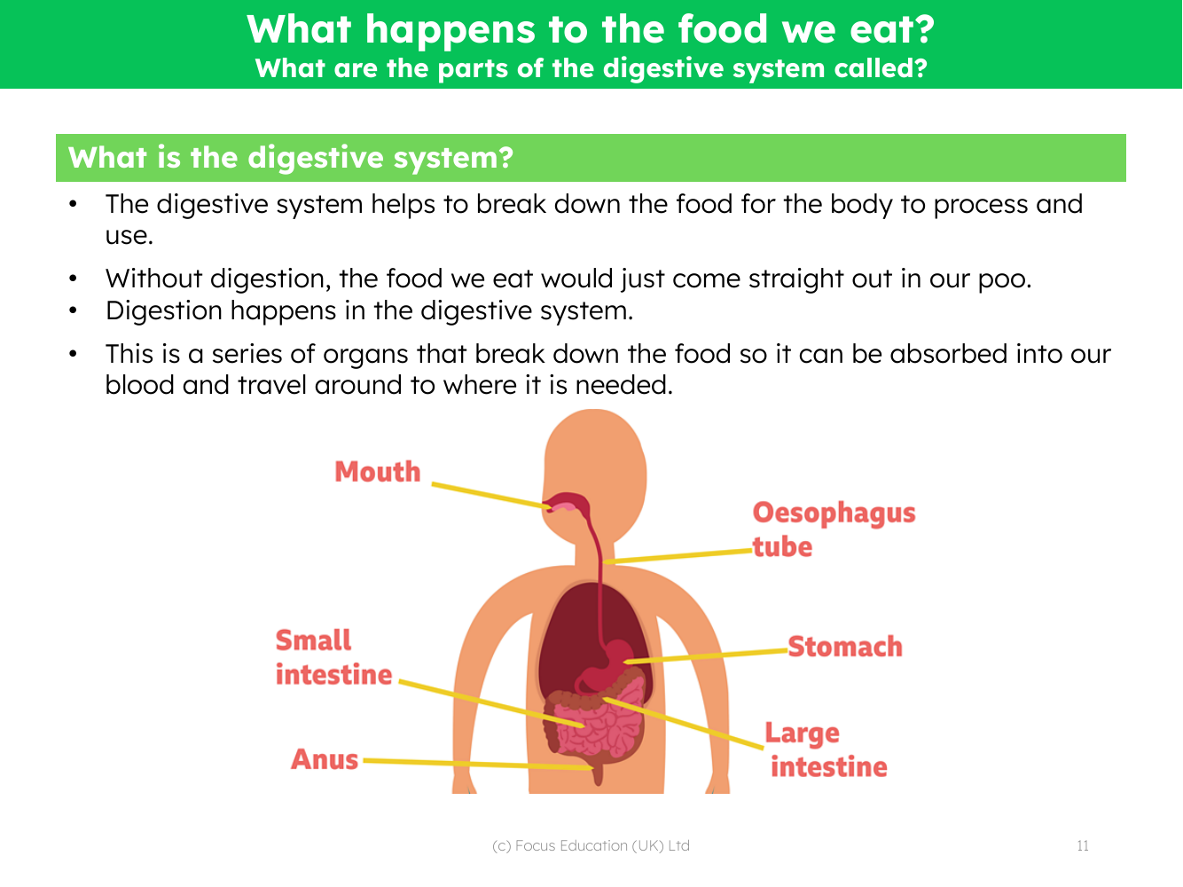 What is the digestive system? - Info sheet