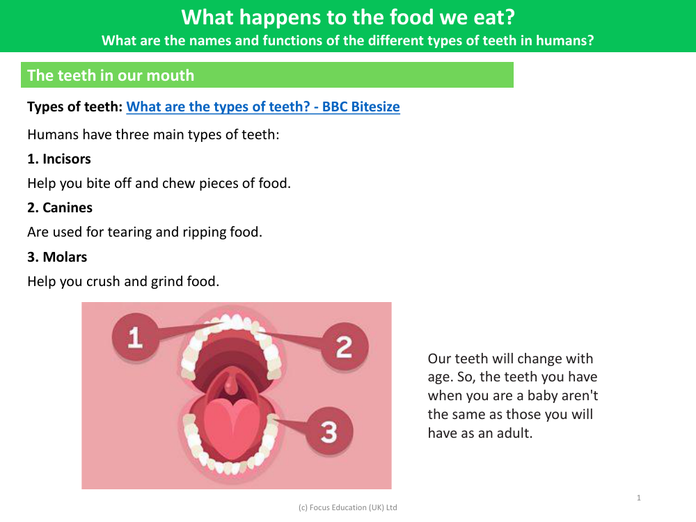 Types of teeth - Info sheet