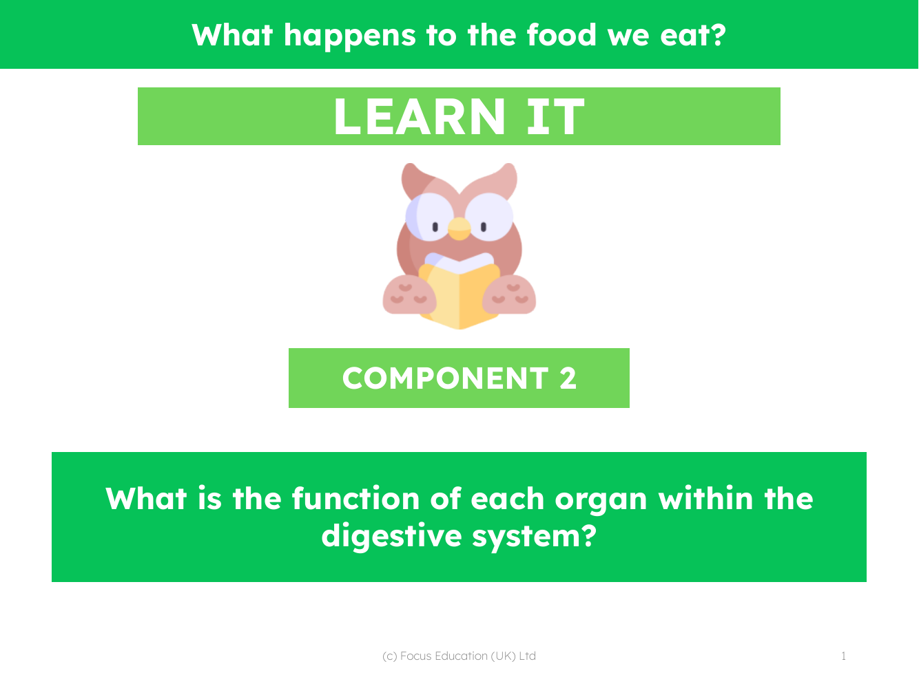 What is the function of each organ within the digestive system? - Presentation